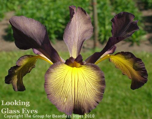 Looking Glass Eyes (3)